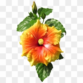 Oranger Hibiskus Png, Transparent Png - hibiscus png