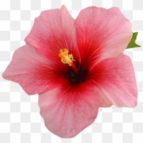Single Hibiscus Flower On A Black Background, HD Png Download - hibiscus png