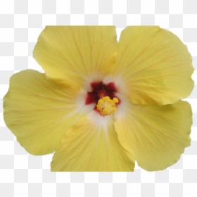 Hawaiian Hibiscus, HD Png Download - hibiscus png