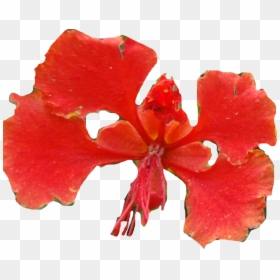 Caesalpinia, HD Png Download - hibiscus png