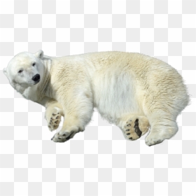 Polar Bear, HD Png Download - polar bear png
