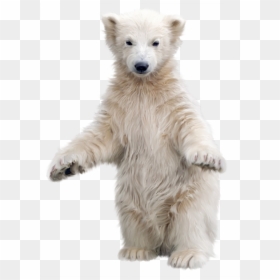 Transparent Background Polar Bear Png, Png Download - polar bear png