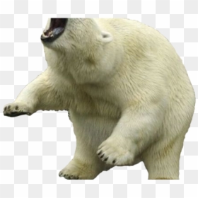 Polar Bear Blank Background, HD Png Download - polar bear png