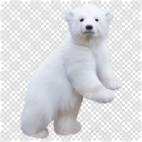 Baby Polar Bear Png, Transparent Png - polar bear png