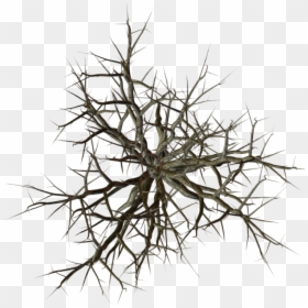 Tree Branch Top View Png, Transparent Png - dead tree png