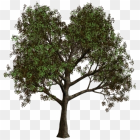 Forest Tree Transparent Background, HD Png Download - tree clipart png