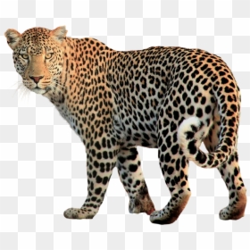 Jaguar Animal No Background, HD Png Download - animal png