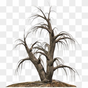 Desert Tree Png, Transparent Png - tree clipart png
