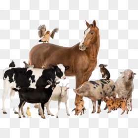 Group Of Farm Animals, HD Png Download - animal png