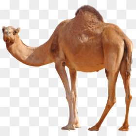 Camel Png, Transparent Png - animal png