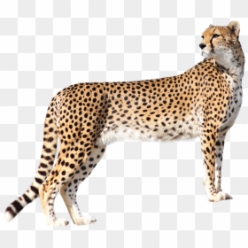 Leopard Png, Transparent Png - animal png