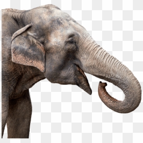 Elephant Unicorn, HD Png Download - animal png