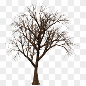 Arbol Seco Png, Transparent Png - dead tree png