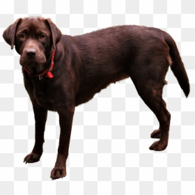 Dog Domestic Animals Png, Transparent Png - animal png