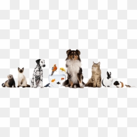 All Pets, HD Png Download - animal png