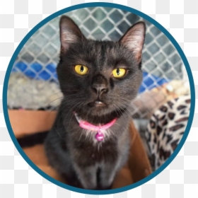 Black Cat, HD Png Download - animal png