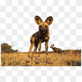 Lycaon Pictus, HD Png Download - animal png