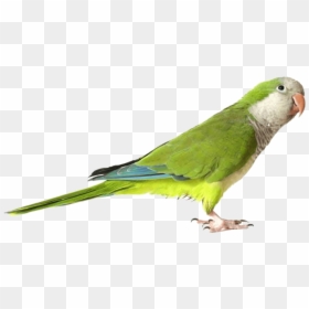 Quaker Parrot, HD Png Download - parrot png