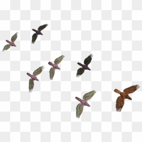 Many Bird Transparent Flying, HD Png Download - birds flying png