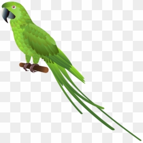 Eagle Parrot And Pigeon, HD Png Download - parrot png