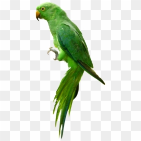 Parrot Png Images Hd, Transparent Png - parrot png
