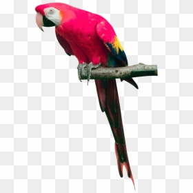 Transparent Background Parrot Png, Png Download - parrot png
