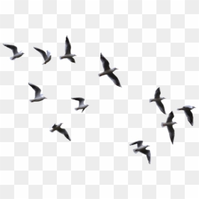 Birds Flying Transparent Background, HD Png Download - birds flying png