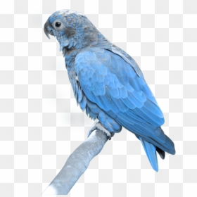 Parrot Png, Transparent Png - parrot png