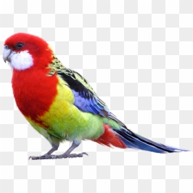 Eastern Rosella Png, Transparent Png - parrot png