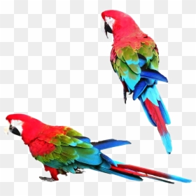 Macaw, HD Png Download - parrot png