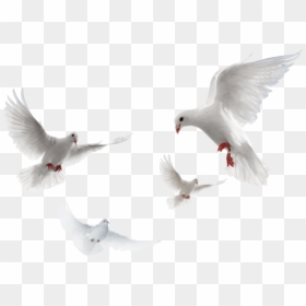 Pigeons Png, Transparent Png - doves png