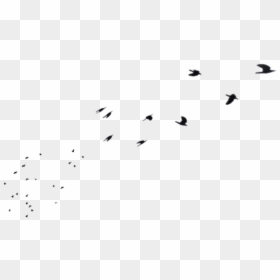 Flock, HD Png Download - birds flying png