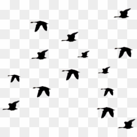 Portable Network Graphics, HD Png Download - birds flying png