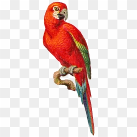 Macaw Bird Png Hd, Transparent Png - parrot png