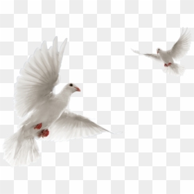 Pigeon Dove Fly, HD Png Download - birds flying png
