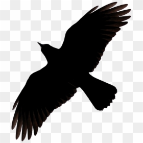 Raven In Flight Silhouette, HD Png Download - birds flying png