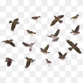 Bird Set House, HD Png Download - birds flying png