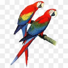 Parrots Clipart, HD Png Download - parrot png