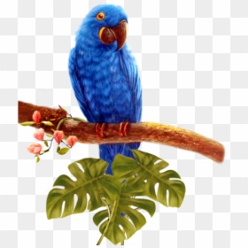 Perroquet Tube, HD Png Download - parrot png