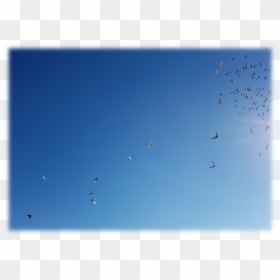 Freestyle Skydiving, HD Png Download - doves png