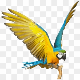 Blue And Gold Macaw Png, Transparent Png - parrot png