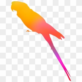 Parrot, HD Png Download - parrot png