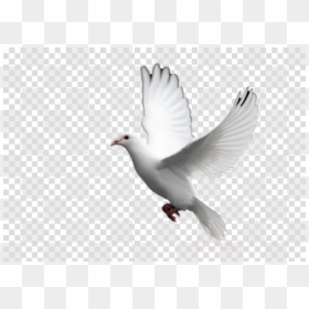 Transparent Background Chrome Icon, HD Png Download - doves png