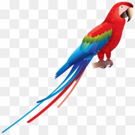 Burung Kakak Tua Png, Transparent Png - parrot png