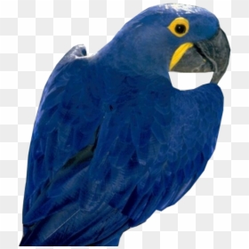 Loro Azul, HD Png Download - parrot png