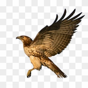Red Tailed Hawk Clipart, HD Png Download - parrot png
