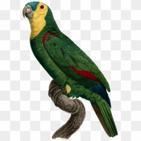 Parrot, HD Png Download - parrot png