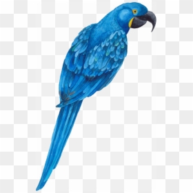 Rose Parrot Pink, HD Png Download - parrot png