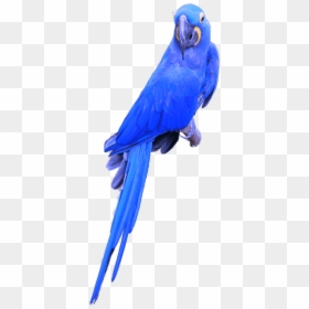 Hyacinth Macaw Png, Transparent Png - parrot png
