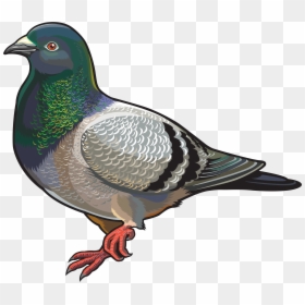 Pigeon Clipart, HD Png Download - doves png